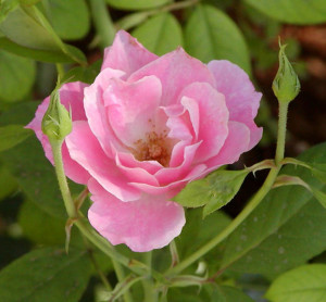 647px-Rosa_simplicity