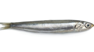 acciuga2-731x411