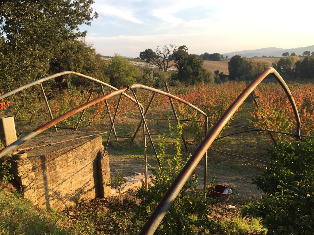 pescheto autunno2